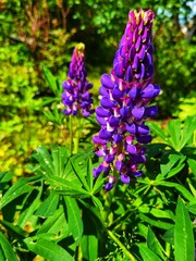 Fototapeta premium flowers of lupins in the garden