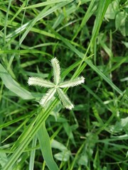 close up of grass