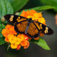 butterfly on flower
