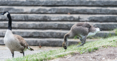 canada goose gosling standing near a flight of stone steps with an adult nearby