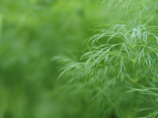 Dill macro background