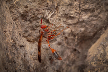 closeup macro view red paper wasp insect standing on its nest protects and nurtures its eggs
