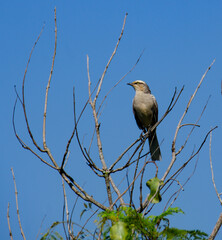 bird on a branch