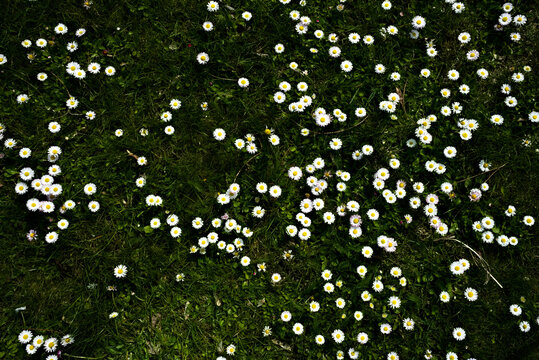 meadow of white daisies against the backdrop of green grass in the midday sun