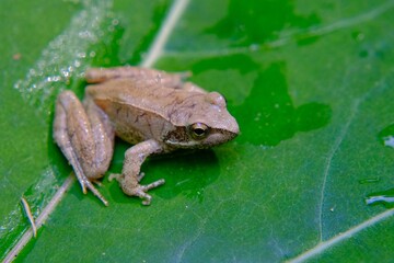common frog sitting on leaves