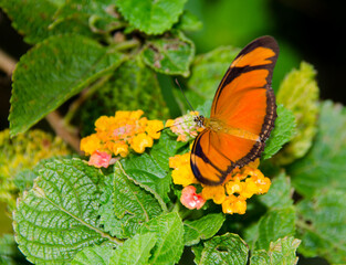 butterfly on flower