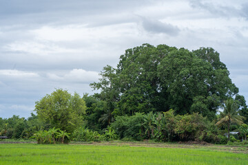 Beautiful young  rice field scape against cloudy sky