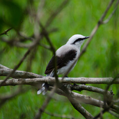 bird on a branch