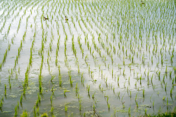 Young rice paddy field background with sky reflection on water.