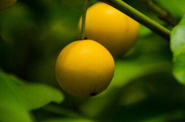 yellow pear on a tree