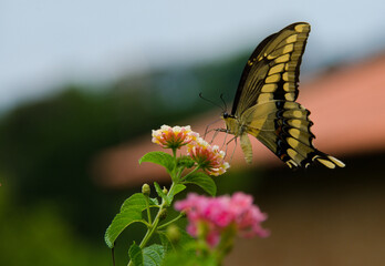 butterfly on a flower
