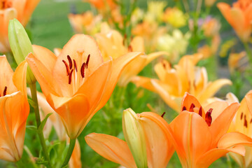 ユリの花