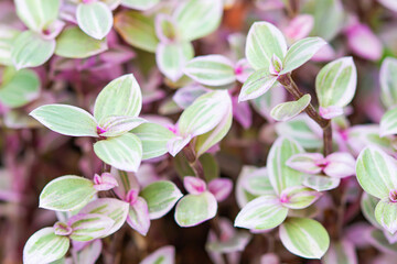 Callisia repen pink lady plant beautiful color.