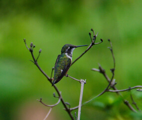 hummingbird on a branch