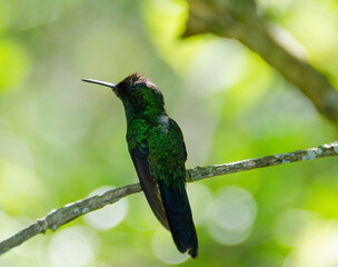 Fototapeta premium hummingbird on a branch