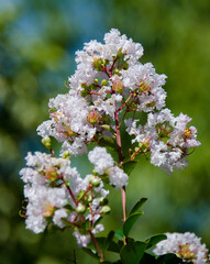 tree blossom