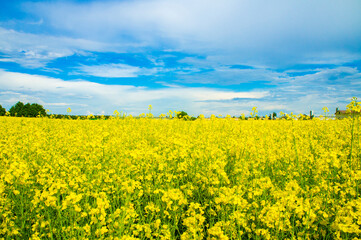 Obraz premium Landscape with an agricultural yellow field with rape
