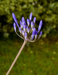 blue flowers in the garden