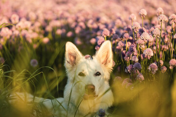 white shepherd dog on violet blooming flowers background