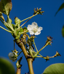 tree flowers