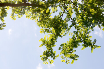 Metasequoia glyptostroboides - or the dawn redwood leaves backlit by the sun