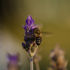bee on lavender