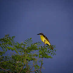 yellow bird on a branch