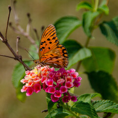butterfly on flower