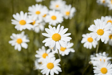 Fototapeta premium Wiesenblume / Margerite