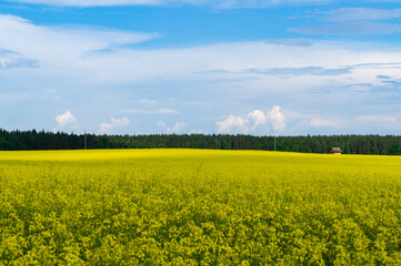 Landscape with an agricultural yellow field with rape