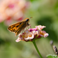 butterfly on flower