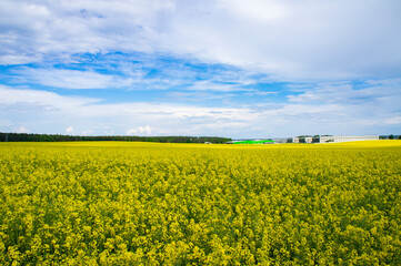 Obraz premium Landscape with an agricultural yellow field with rape