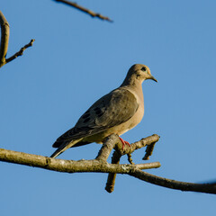 dove on a branch 
