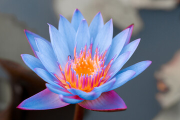 pink lotus flower 
blue