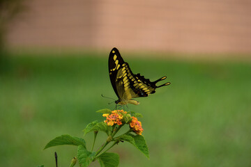 butterfly on flower