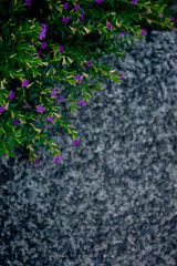 false heather flower background with copyspace