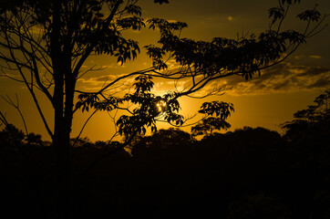 silhouette of a tree