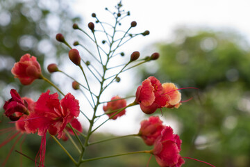 Red flower with Bokeh effect