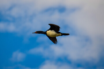 great crested grebe