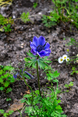 Blue-violet flower anemones close-up in natural nature.