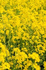 Yellow ripe flowers of agricultural rapeseed for background