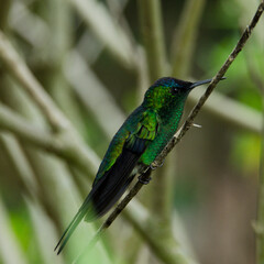 hummingbird on a branch