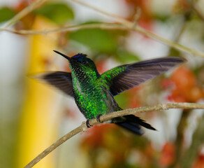 hummingbird on a branch