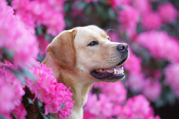The portrait of a yellow Labrador Retriever dog posing outdoors in blooming rhododendron bushes with pink flowers