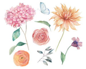 Watercolor floral elements set. Botanical illustration of dahlia, hortensia, rose flowers and leaves. Nature hand drawn isolated illustration on white background