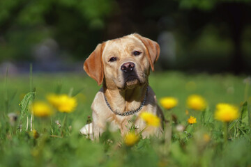 Adorable yellow Labrador Retriever dog with a chain collar posing outdoors lying down in a green grass with yellow dandelion flowers in spring