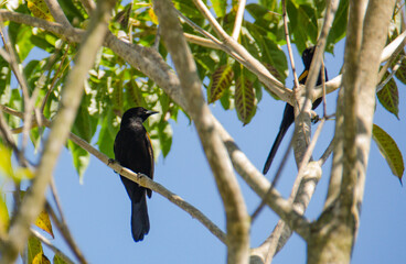 blackbird on a branch