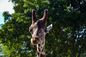 giraffe in zoo