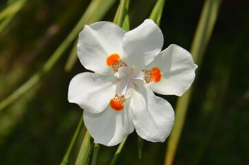 white orchid flower