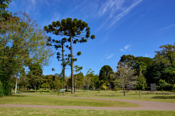 trees in the park